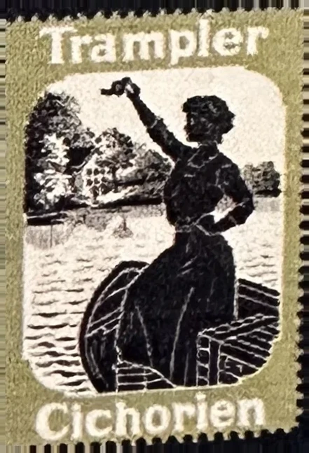 Trampler Cichorien – oogstende boer