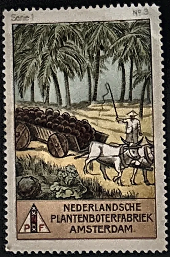 Nederlandsche Plantenboterfabriek Amsterdam – Kokosoogst