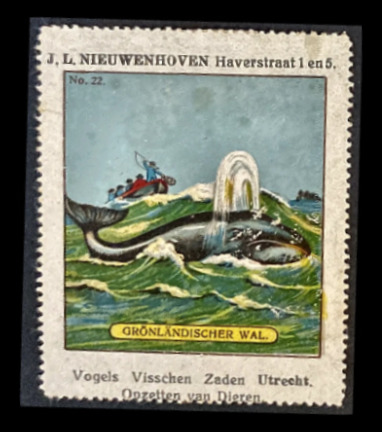 Groenlandse Walvis – J.L. Nieuwenhoven Utrecht