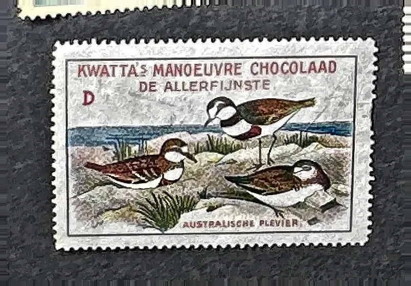 Kwatta Manoeuvre Chocolade – Australische Plevier (serie D)